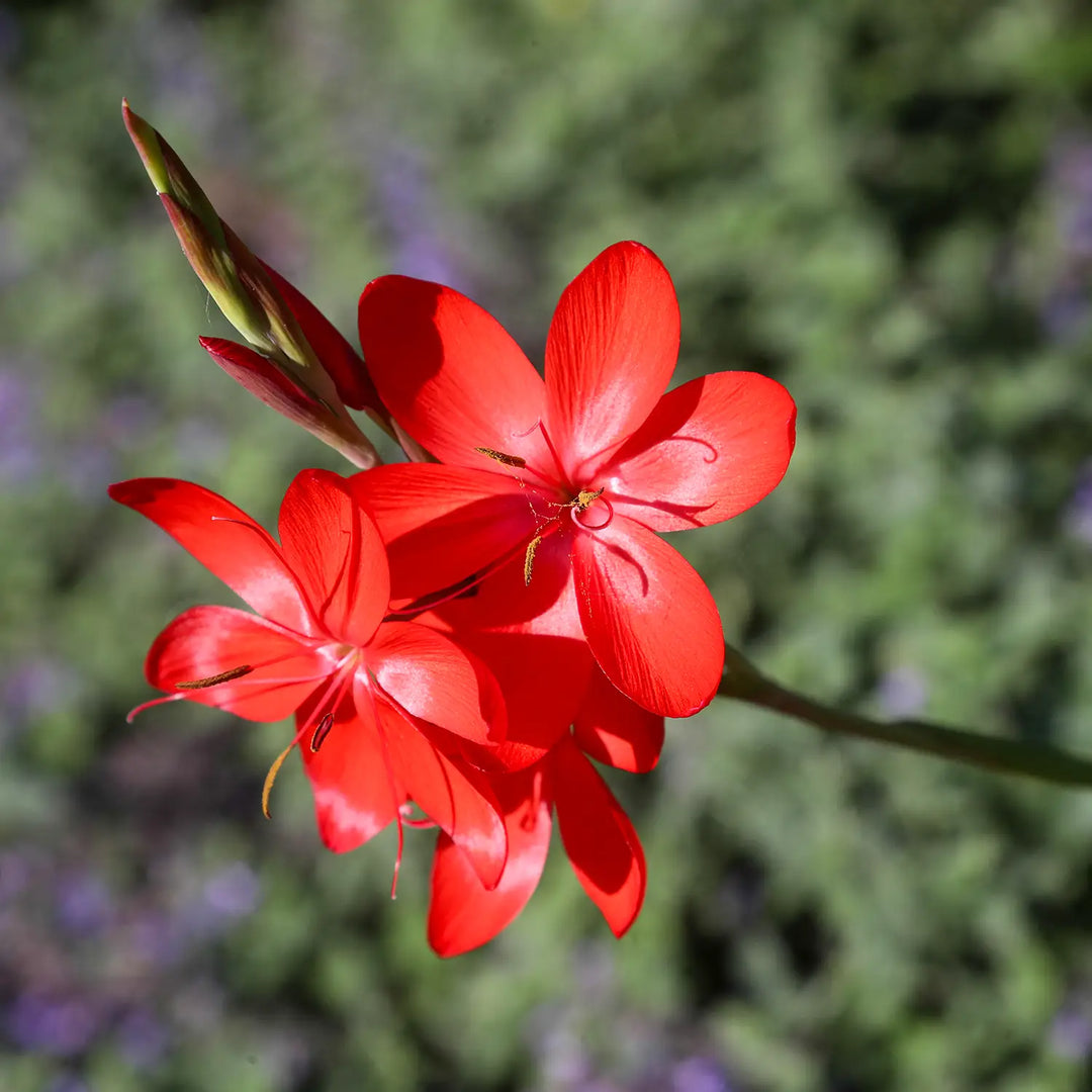 Kilver Court Gardens in bloom - red flower