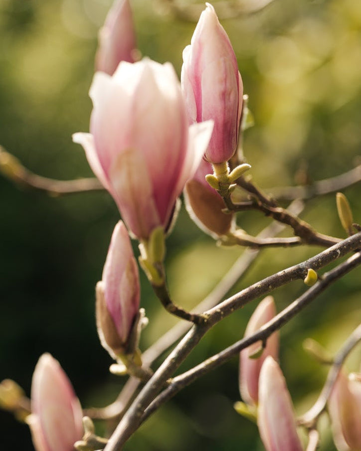 Blossom buds and blooms in early spring at Kilver Court Gardens