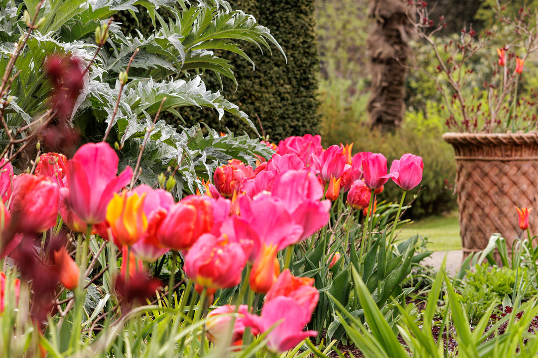 Bright pink tulips in full bloom at Kilver Court Gardens in May, with silvery artichoke leaves and terracotta pots in the background. A vibrant spring display in Somerset.