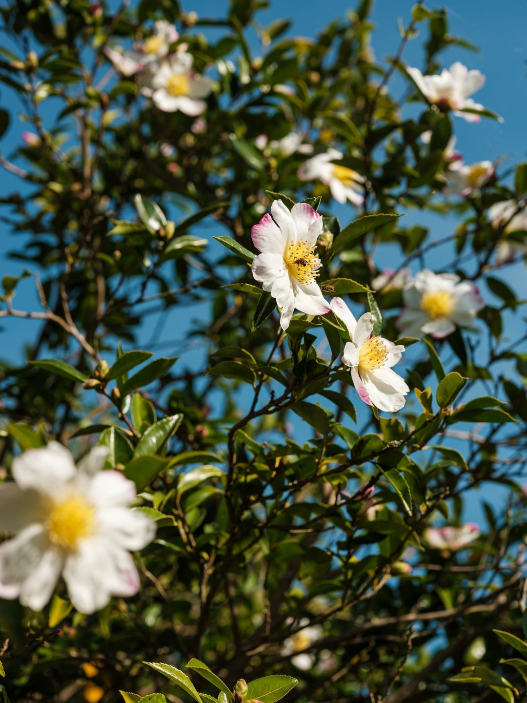 Close-up of white and pink camellia flowers in bloom against a clear blue summer sky at Kilver Court