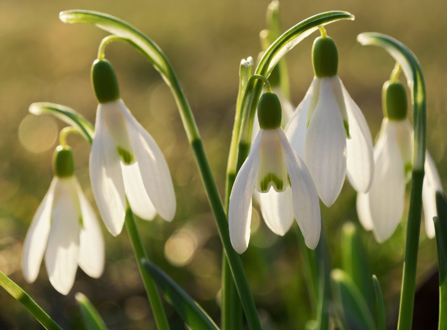 Close-up image of delicate snowdrops in full bloom, showcasing their white petals and green tips, set against a soft, blurred background.