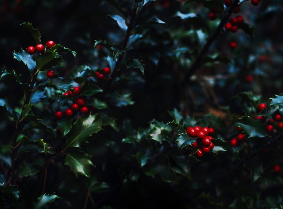 Holly leaves and berries