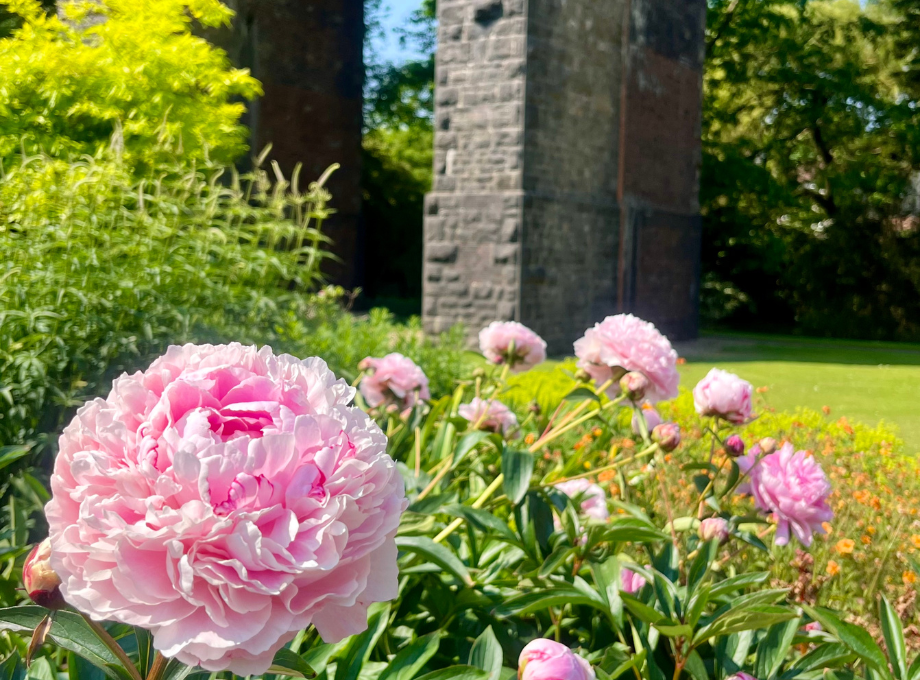 Peonies with the viaduct in the background