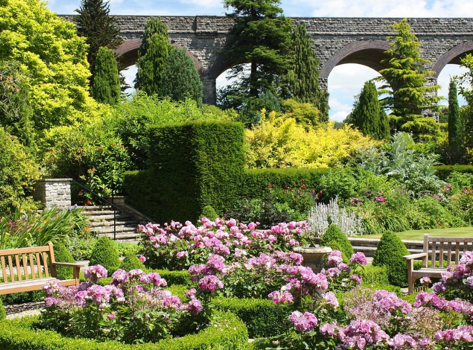 Kilver Court parterre in sunshine with pink roses in bloom