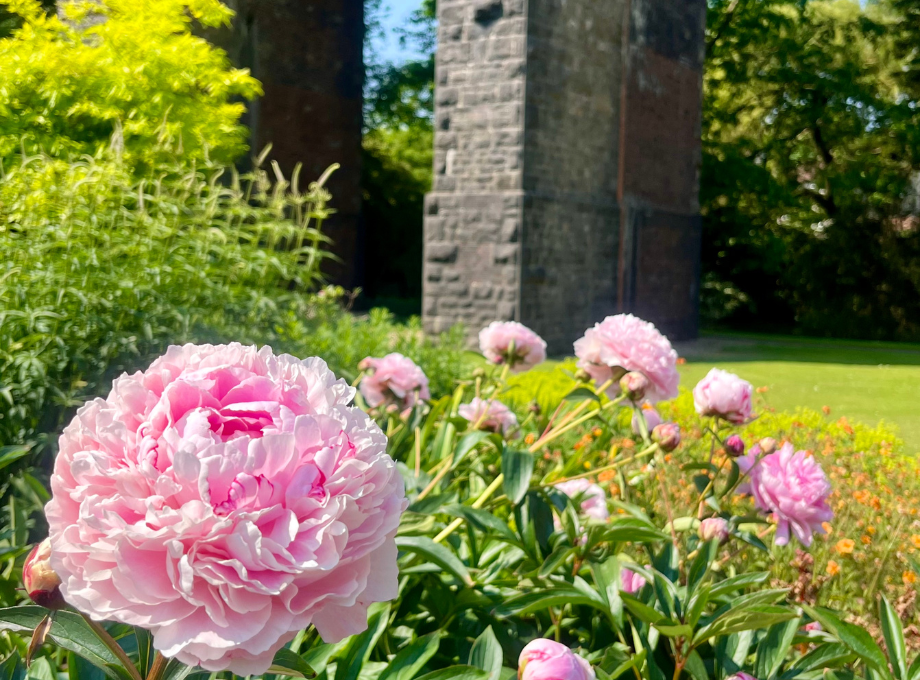 Everything In The Garden Is Rosy At Kilver Court