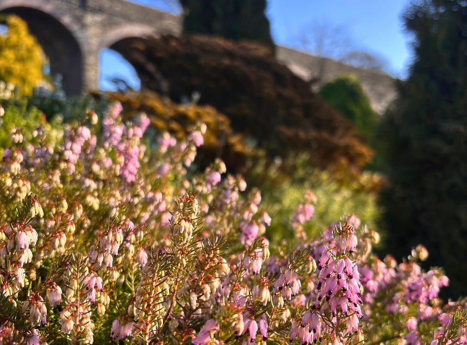 Vibrant pink heather in full bloom at Kilver Court Gardens, with the historic viaduct in the background. A stunning display of winter colour in Shepton Mallet, Somerset.