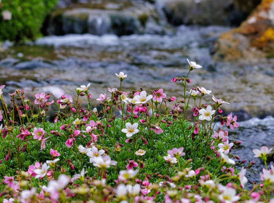 The Gardener's Diary: May Highlights
